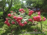 Rosarium Uetersen Rosarium Uetersen