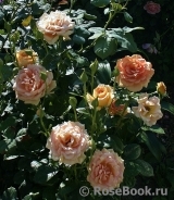 Ashram Ashram