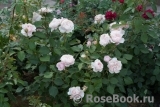 Rosalind Rosalind