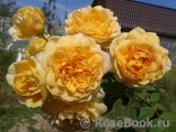 Golden Celebration® Golden Celebration®