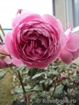 Alan Titchmarsh Alan Titchmarsh