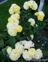 Golden Border Golden Border