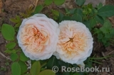 English Garden® English Garden®