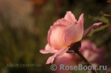 Jubilee Celebration® Jubilee Celebration®