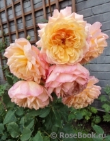 Rose de Gerberoy ®