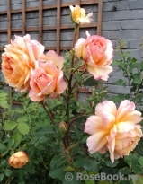 Rose de Gerberoy ® Rose de Gerberoy ®