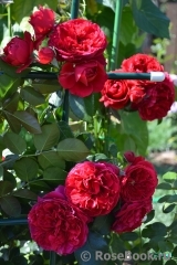 Florentina - Florentina -