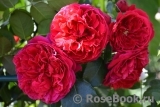 Florentina - Florentina -