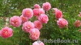 Jubilee Celebration® Jubilee Celebration®