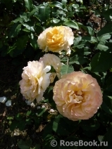Rose de Gerberoy ® Rose de Gerberoy ®
