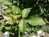 Rose de Gerberoy ® Rose de Gerberoy ®