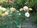 Rose de Gerberoy ® Rose de Gerberoy ®