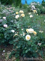 Rose de Gerberoy ® Rose de Gerberoy ®