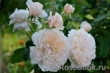 Rose de Tolbiac ® Rose de Tolbiac ®