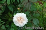Rose de Tolbiac ® Rose de Tolbiac ®