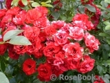 Scarlet Meillandecor Scarlet Meillandecor