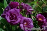 Rhapsody in Blue Rhapsody in Blue