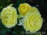 Golden Border Golden Border