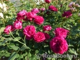 Darcey Bussell Darcey Bussell