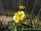 Friesia Friesia