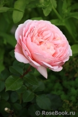 Abraham Darby Abraham Darby