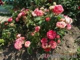 Spanish Dancer Spanish Dancer