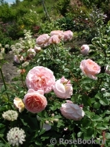 Abraham Darby Abraham Darby