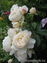 Uetersener Klosterrose Uetersener Klosterrose