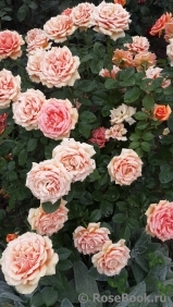 Ashram Ashram