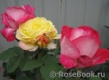 Rose Gaujard Rose Gaujard