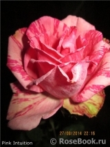 Pink Intuition