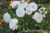 Perle Meillandecor Perle Meillandecor