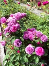 Heidi Klum Rose Heidi Klum Rose