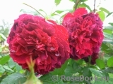 William Shakespeare ® William Shakespeare ®