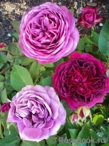 Heidi Klum Rose Heidi Klum Rose
