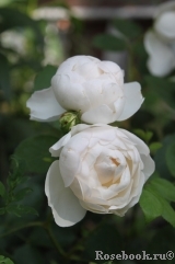 Glamis Castle® Glamis Castle®