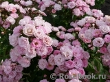 Heavenly Pink Heavenly Pink