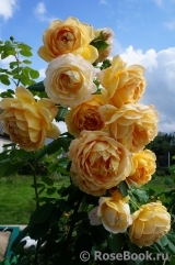 Golden Celebration®