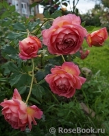 Jubilee Celebration® Jubilee Celebration®