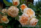 Apricot Sky ® Apricot Sky ®