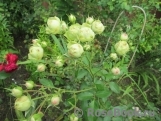 Lovely Green ® Lovely Green ®