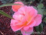 Rosemary Harkness Rosemary Harkness