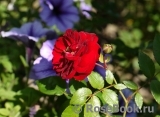 Starlet®-Rose Lola® Starlet®-Rose Lola®