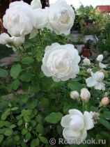 Glamis Castle® Glamis Castle®
