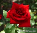 Red Star Red Star