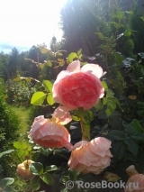 Abraham Darby Abraham Darby