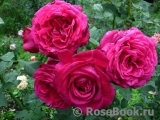 Johann Wolfgang von Goethe Rose® Johann Wolfgang von Goethe Rose®