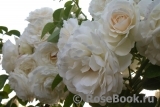 Uetersener Klosterrose Uetersener Klosterrose