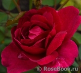 Darcey Bussell Darcey Bussell