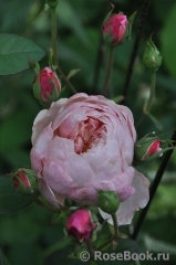 William Morris